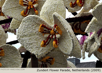 Orchids 2009 Bloemencorso Zundert Photo