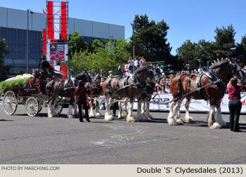 Double S Clydesdales 2013 Grand Floral Parade Photo