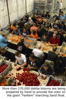 More than 270,000 dahlia blooms are being prepared by hand to provide the color on the giant Fanfare marching band float.